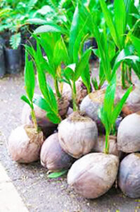 Coconut Plant(Normal)