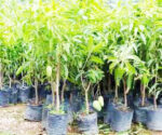 Mango Plant - අඹ පැල  විකිණීමට