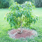 Mango Plant - අඹ පැල  විකිණීමට - Image 2