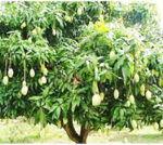 Mango Plant - අඹ පැල  විකිණීමට - Image 3