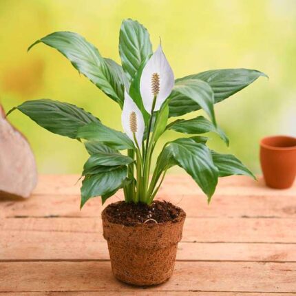 Peace Lily Anthurium