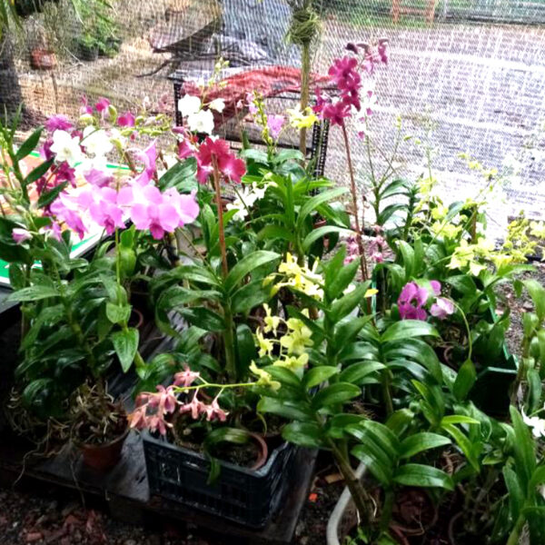 Orchids Flower Plants - ඕකිඩ් මල් පැල