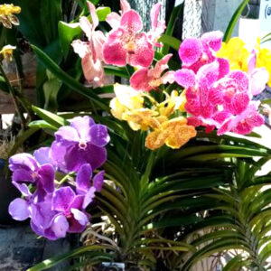 Vanda Orchids