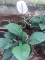 PEACE LILY (Large-with Flower) ❤️ - Image 2