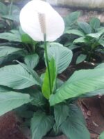 PEACE LILY (Large-with Flower) ❤️