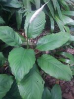 PEACE LILY (Large-with Flower) ❤️ - Image 3