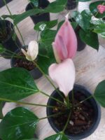 PEACE LILY (Large-with Flower) ❤️ - Image 4