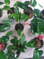 PEACE LILY (Large-with Flower) ❤️ - Image 5