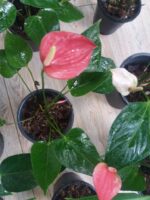 PEACE LILY (Large-with Flower) ❤️ - Image 6