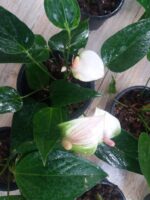 PEACE LILY (Large-with Flower) ❤️ - Image 7