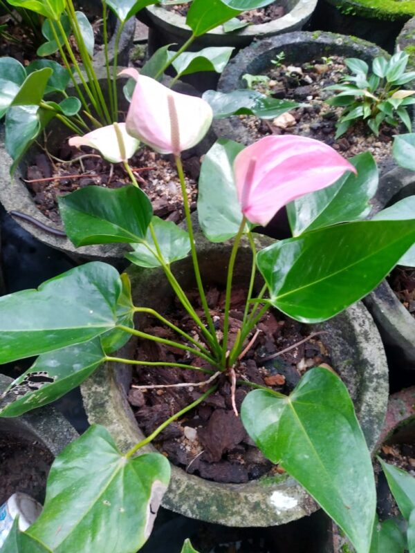 Jolly plant