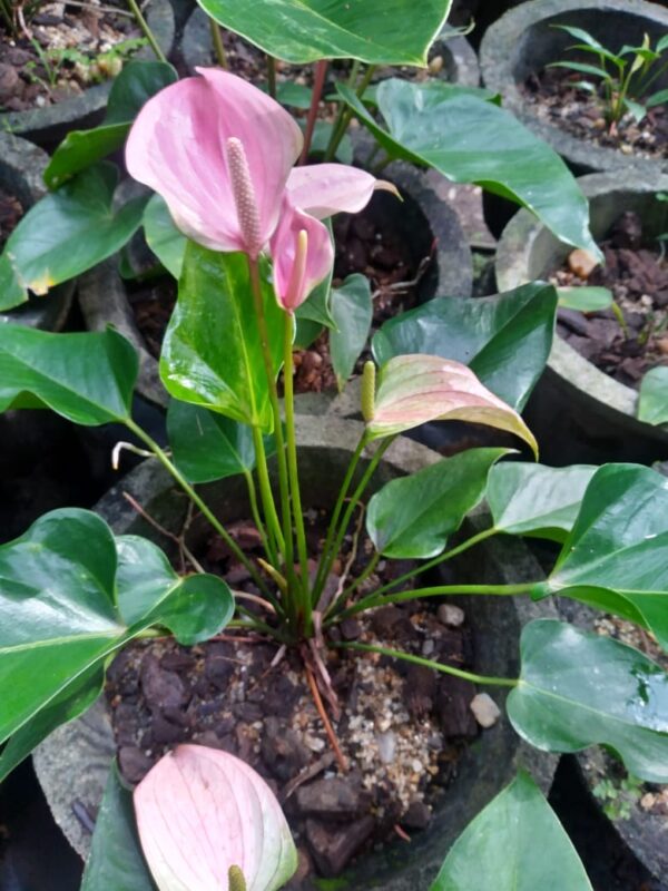 Anthadisias pink plant