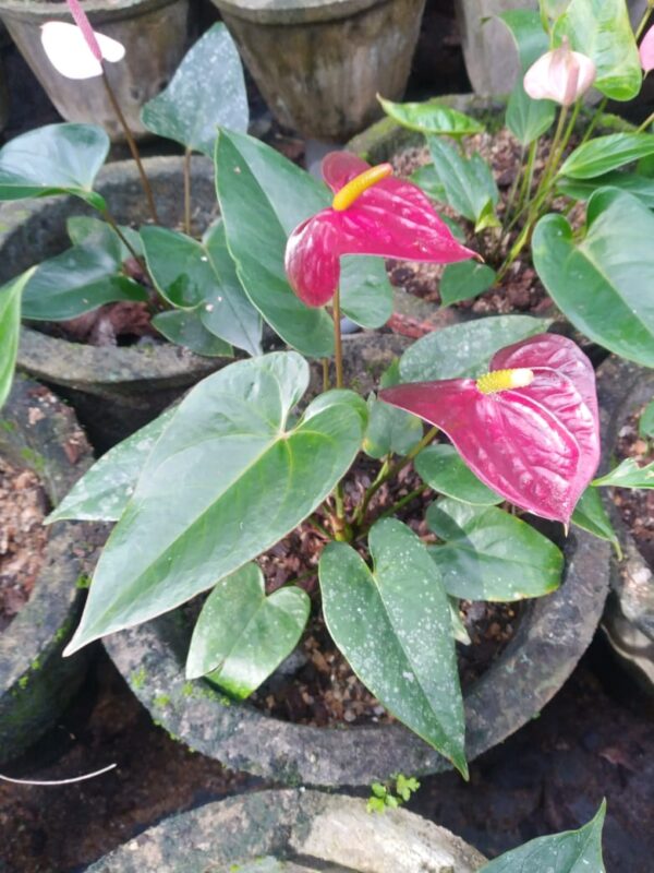 Otaso plant