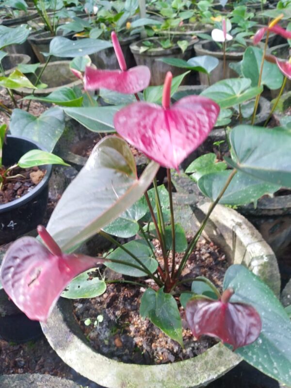 Black love plant