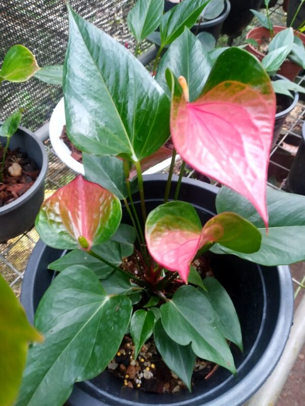 Bangkok seed plant