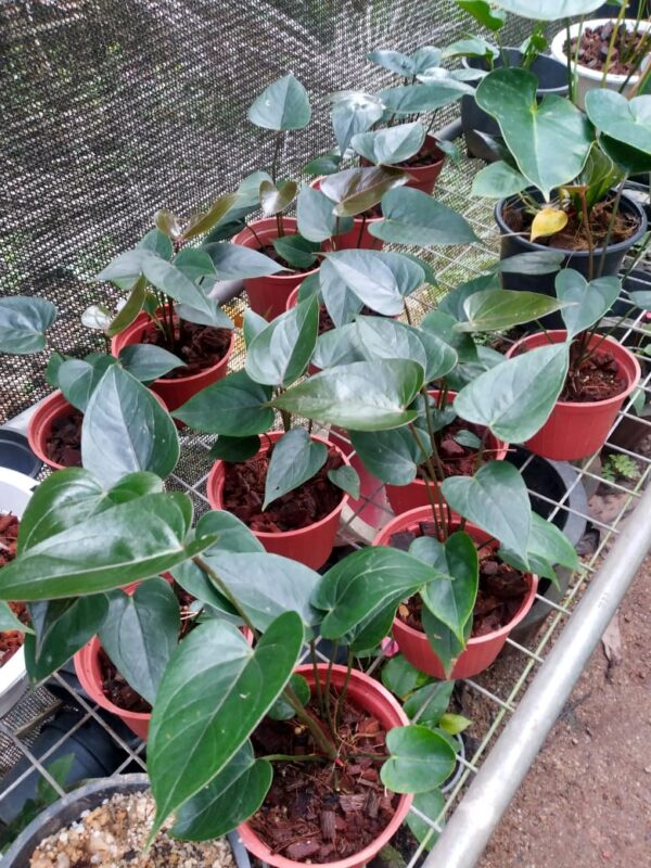 Black love plant