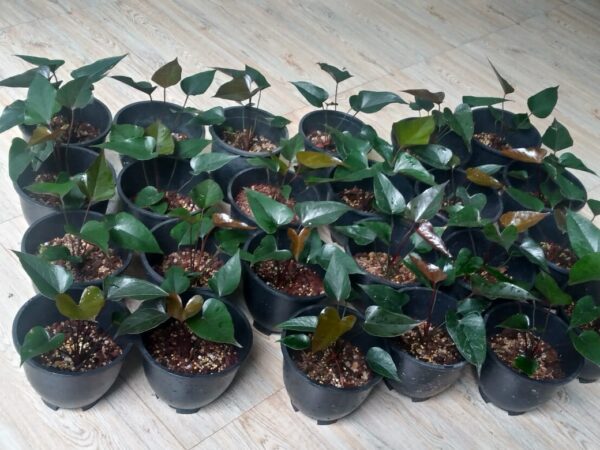 Black cardinal top cut
