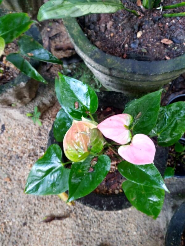 sweet dreams plant