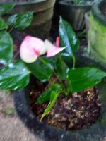 Mistiqune  plant - Image 2