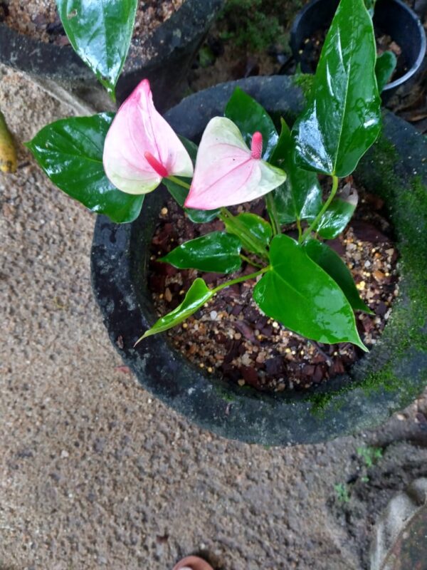 Mistiqune  plant