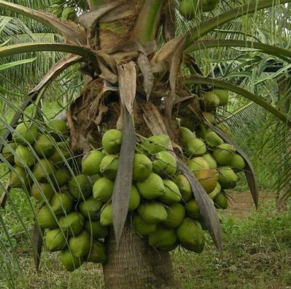 HYBRID Coconut plants - දෙමුහුන් පොල් පැල