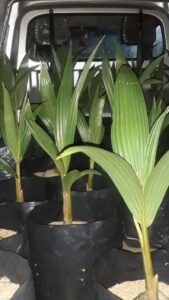 Ordinary coconut plants - සාමාන්‍ය පොල් පැල