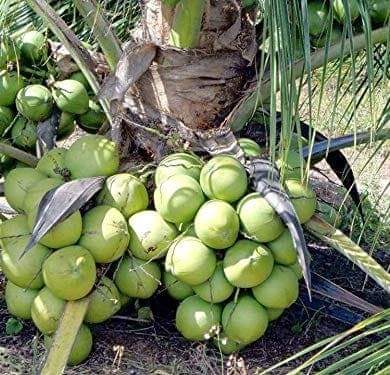 HYBRID Coconut plants - දෙමුහුන් පොල් පැල - HandyBuy.lk | Sri Lanka's ...