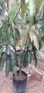 Large Mango Plants - Image 3