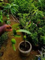 Large Mango Plants - Image 4
