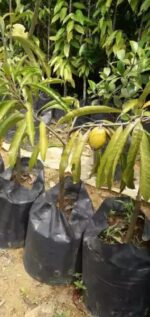 Large Mango Plants - Image 5