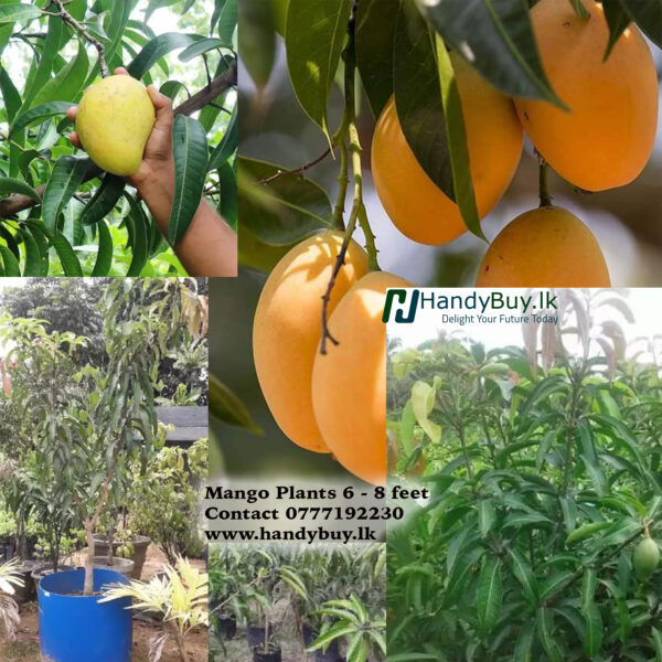Large Mango Plants