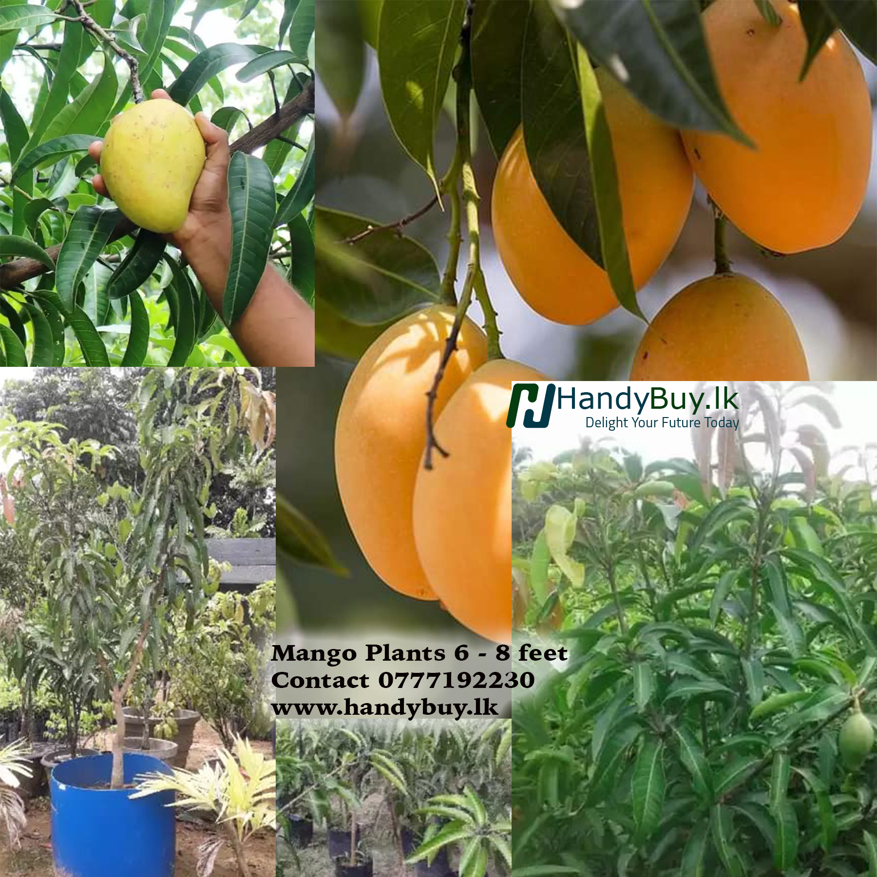 mango plants Big copy