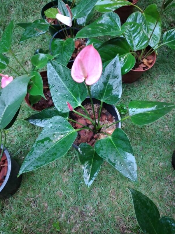 Lady Jane Anthurium (Large with Flower)