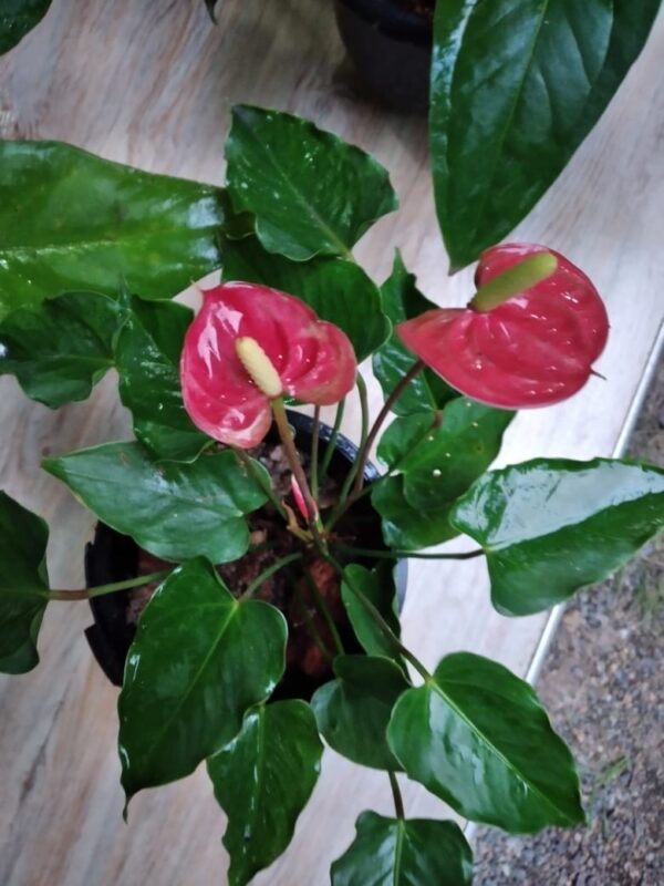 Lady Jane Anthurium (Large with Flower)