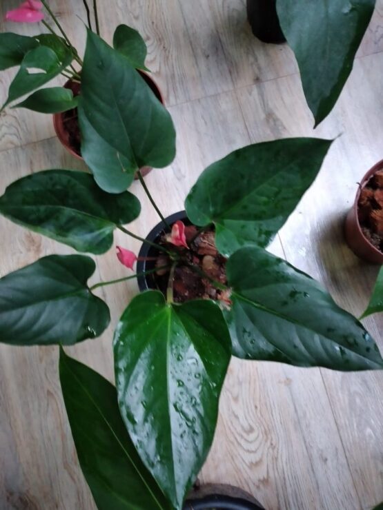 Lady Jane Anthurium (Large with Flower) HandyBuy.lk Sri Lanka's