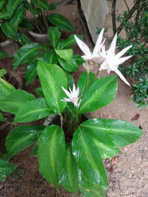 Brazilian Calathea plant
