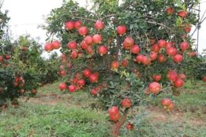 රතු දෙළුම් (Pomegranate Plant)