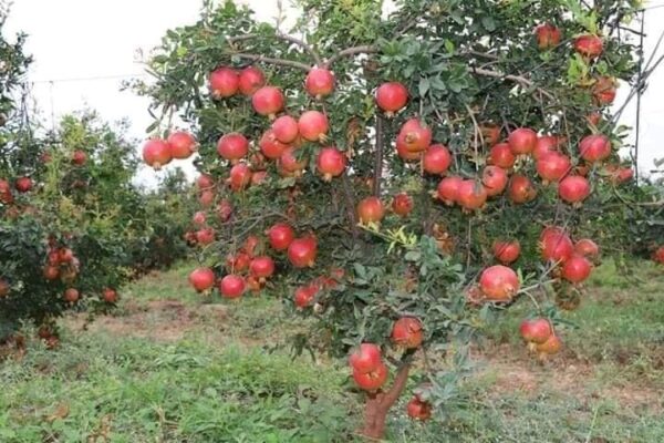 රතු දෙළුම් (Pomegranate Plant)