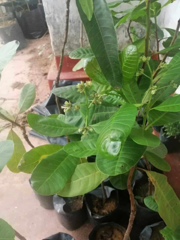 කජූ පීදුන  පැල (Cashew plants)