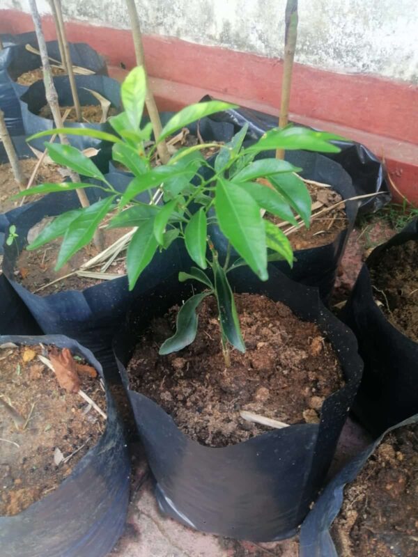 Jama Naran Plants  (ජම නාරං)