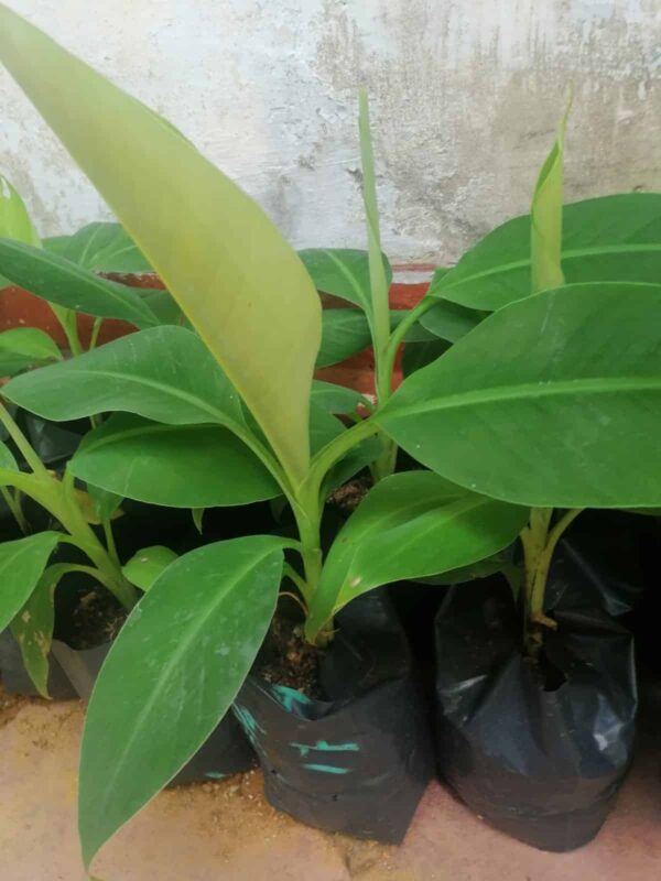 Hybrid Banana Plants (Ambun)