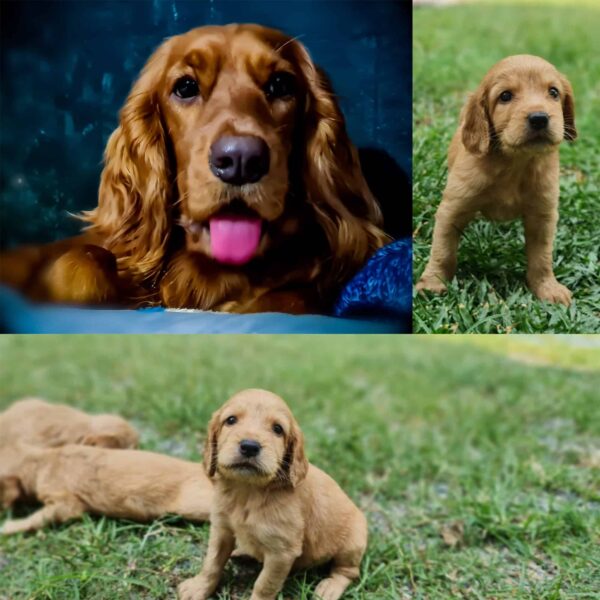 Puppies - Mother original cocker spaniel(imported bloodline)