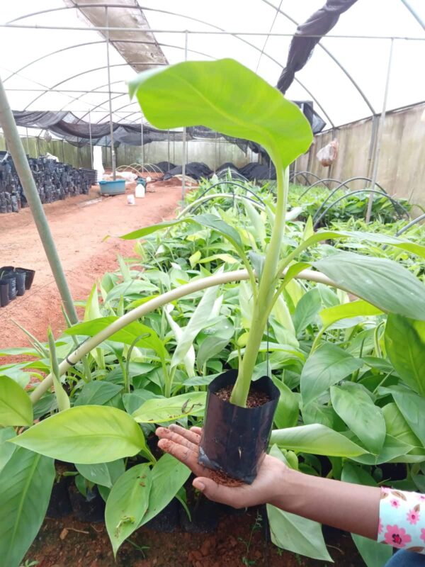 Hybrid Banana Plants ( Kolikuttu)