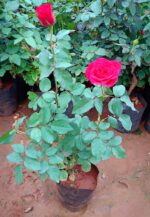 Rose Flower Plant