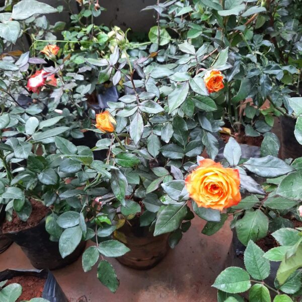 Rose Flower Plant