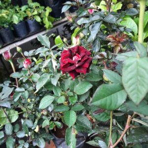 Rose Flower Plant