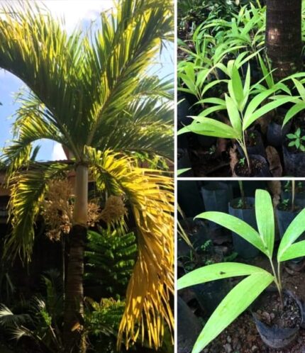 Plant and Grow Foxtail Palm