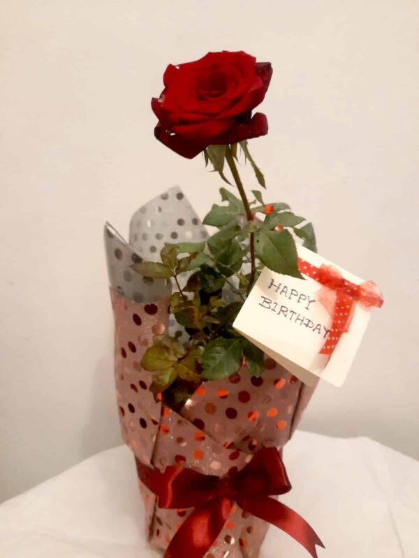 Rose flower pot With wrapping paper