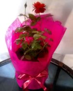 Pink Roses Bouquet and Red Roses - Image 2