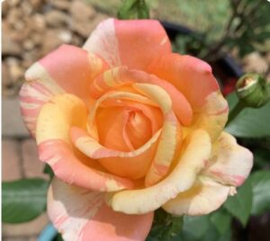 Peach Swirl Rose
